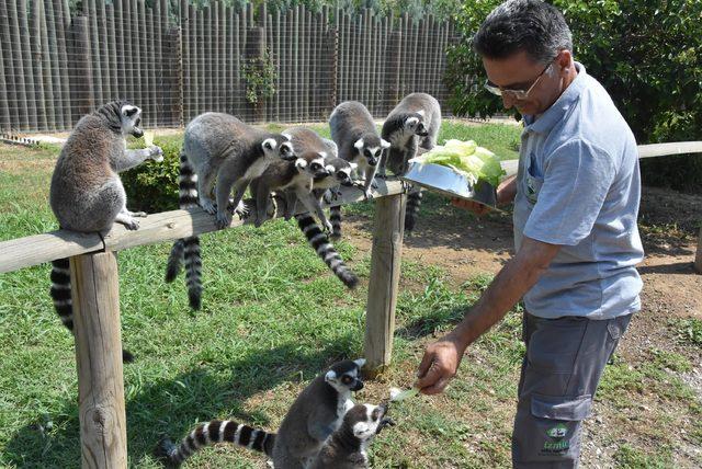 Aslanlara, kaplanlara, fillere çocukları gibi bakıyorlar