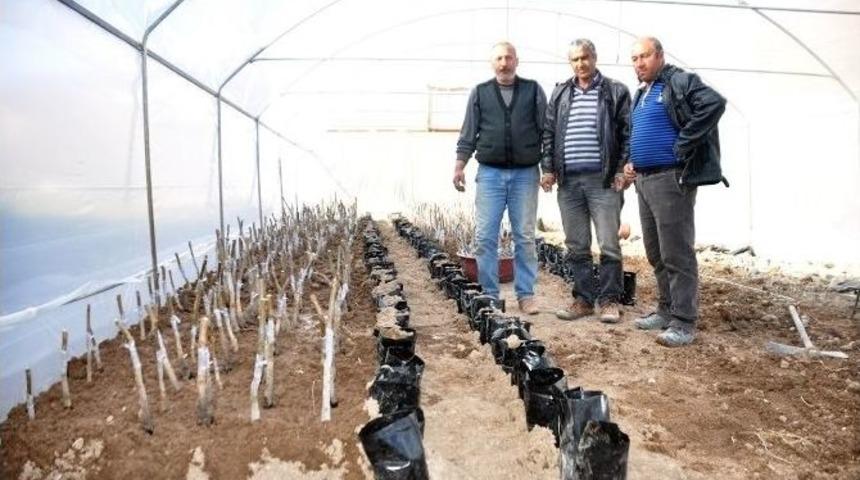 İşsiz Kalınca Ceviz Fidanı Serası Kurdu