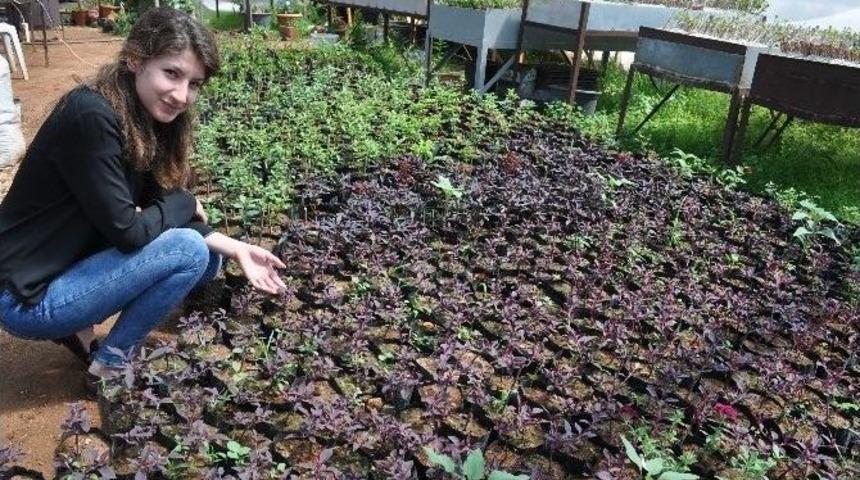 Silifke Belediyesi Yılda 150 Bin &Ccedil;i&ccedil;ek &Uuml;retiyor