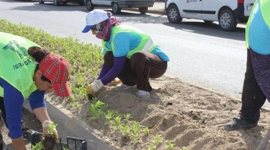 Didim&rsquo;in Sokakları Serada Yetiştirilen &Ccedil;i&ccedil;eklerle Donatılıyor
