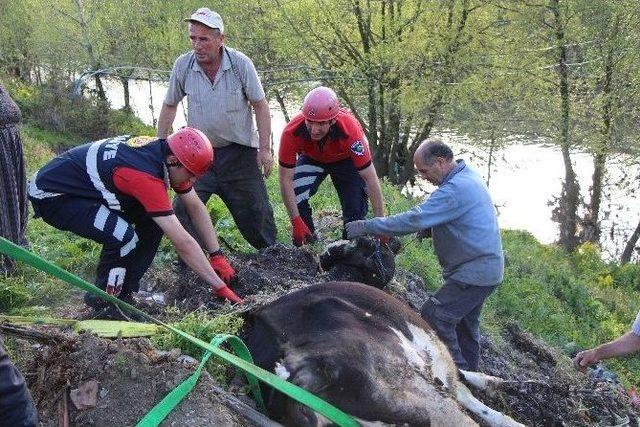 Dereye Yatağına Düşen İneği İtfaiye Ekipleri Kurtardı