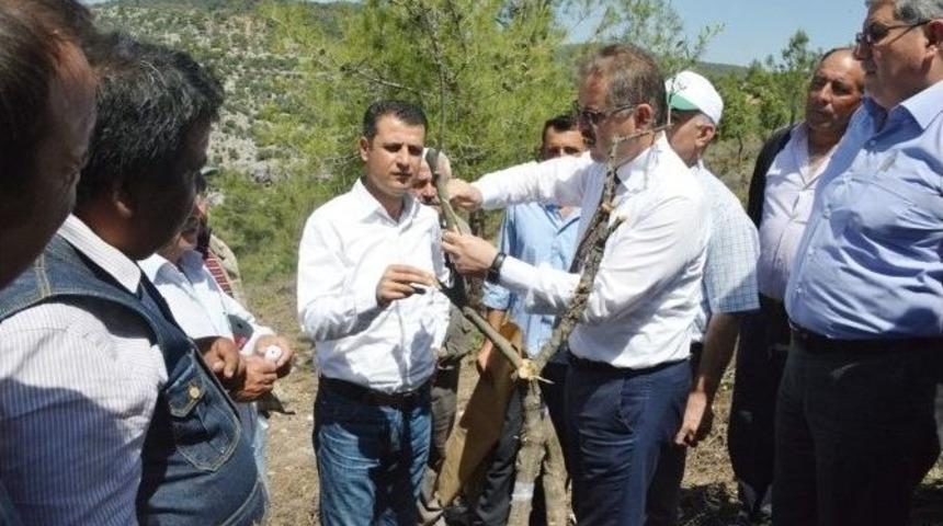 Yabani Zeytinler Aşılanarak Ekonomiye Kazandırılıyor