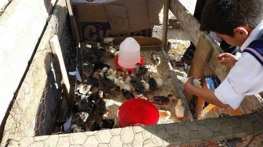 Kulp&rsquo;ta Civcivler Tezgaha İndi