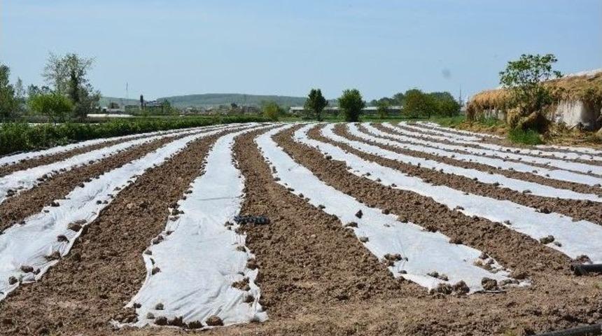 Bafra&rsquo;da &Ouml;rt&uuml; Altı Kavun Ve Karpuz Ekimleri Yapıldı