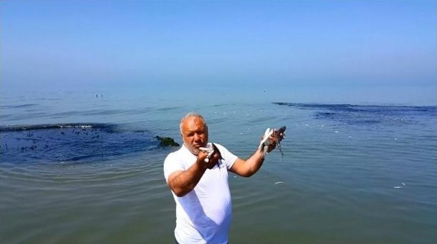 Mersin&rsquo;de Sahile Binlerce &Ouml;l&uuml; Balık Vurdu