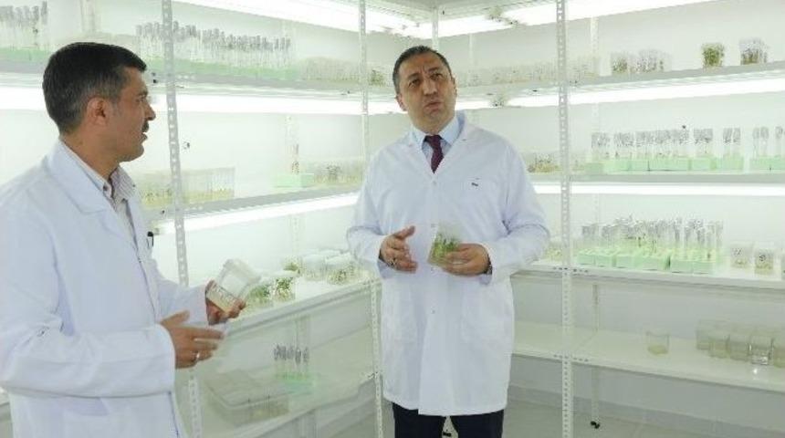 Niğde&rsquo;nin Tescilli Yerli Patatesi &lsquo;nahita&rsquo;