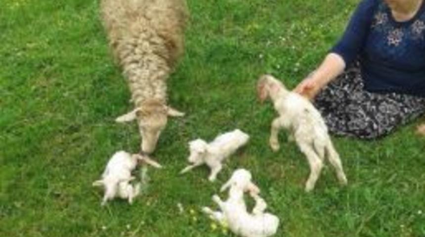 Sakarya&rsquo;da Bir Koyun D&ouml;rd&uuml;z Doğurdu