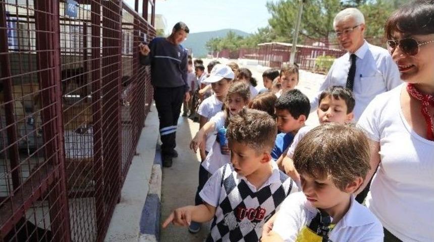 Bodrumlu Miniklerden K&ouml;peklere Ve Kedilere Yardım