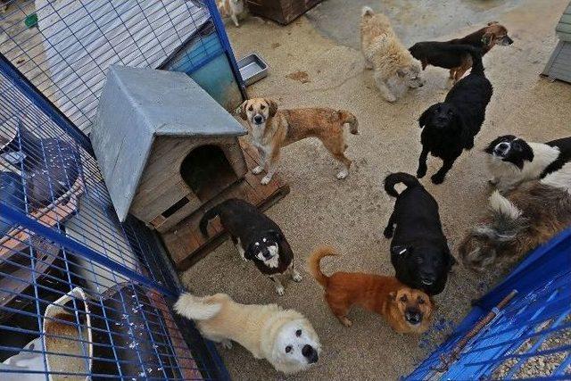 Sahipsiz Hayvanlar Yararına Kermes Düzenlendi