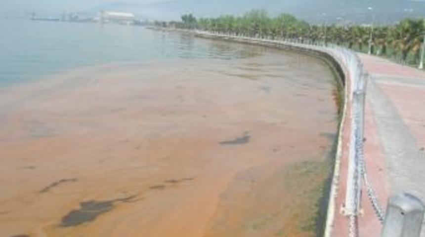 K&ouml;rfez&rsquo;deki Sarı Tabakanın Sebebi Mevsimsel Değişiklik