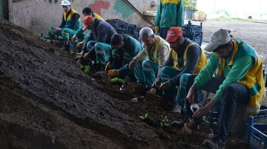 Diyarbakır&rsquo;a 175 Bin &Ccedil;i&ccedil;ek Dikilecek