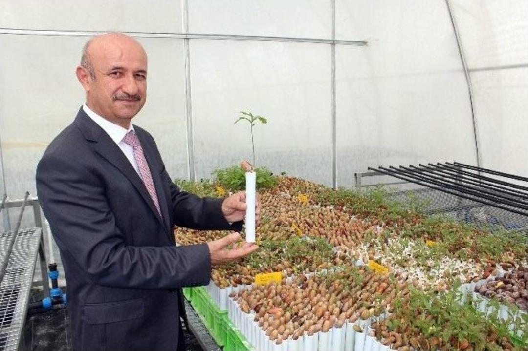 Avrupa&rsquo;da Kilosu Bin Tl Olan Tr&uuml;f Mantarı Denizli&rsquo;de Suni Ortamda &Uuml;retilecek