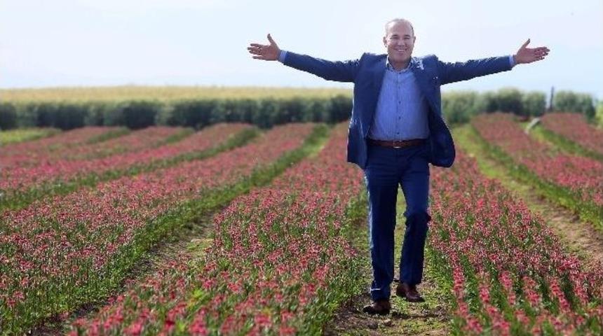 Adana&rsquo;dan Hollanda&rsquo;ya &Ccedil;i&ccedil;ek İhracatı