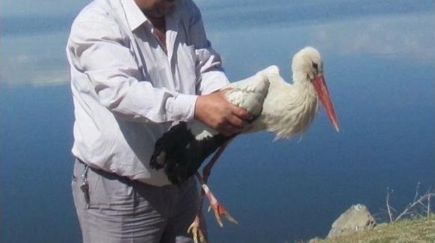 Tedavileri Yapılan &lsquo;puhu&rsquo; Ve &lsquo;leylek&rsquo; Doğaya Bırakıldı