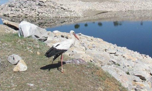 Tedavileri Yapılan ‘puhu’ Ve ‘leylek’ Doğaya Bırakıldı