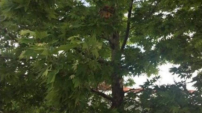 Ak&ccedil;adağ&rsquo;da Parklara Kedi Ve Kuş Evleri Yerleştiriliyor