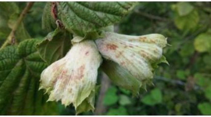 Fındıkta K&uuml;lleme Tehlikesi