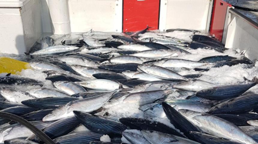 Karadeniz’de balıkçıların yüzünü palamut güldürdü