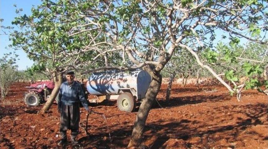Kuraklık, Fıstık &Uuml;reticilerini Harekete Ge&ccedil;irdi