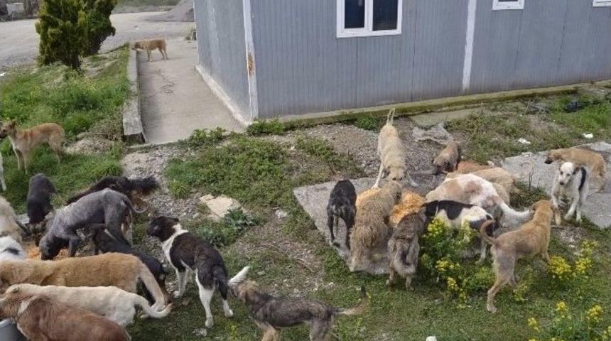 Yemekler Sokak Hayvanları İ&ccedil;in Toplanıyor