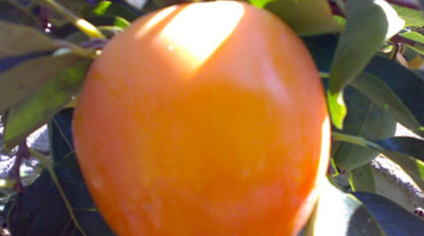 Cennet Hurması tam bir şifa kaynağı!