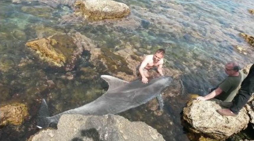 Kayalıklara Sıkışan Yunusa Kurtarma Operasyonu