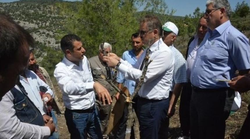 Erdemli&rsquo;deki Yabani Zeytinler Aşılandı