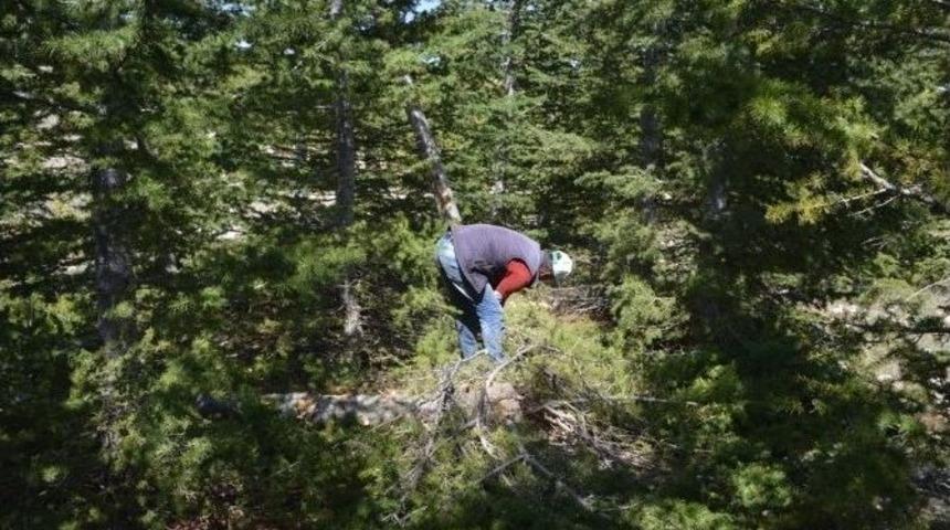 Mersin&rsquo;de Sedir Ormanlarında Sıklık Bakım &Ccedil;alışmaları Başladı