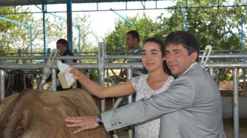 Veteriner Hekimler Odası Başkanı U&ccedil;maklıoğlu: Ko&ccedil;arlı&rsquo;daki Uygulama Yasaya Aykırı