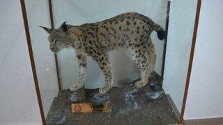 Ölü Bulunan Vaşak İçi Doldurulup Sergilenmeye Başladı