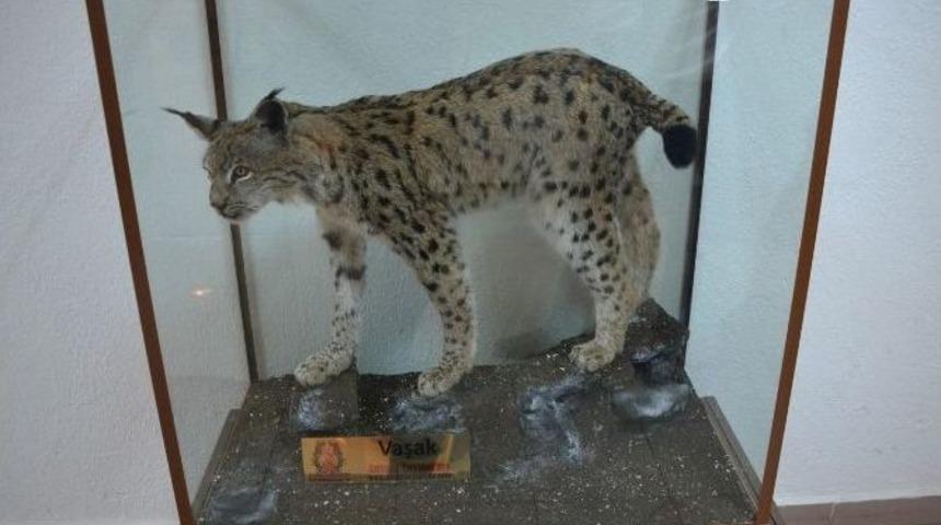 Ölü Bulunan Vaşak İçi Doldurulup Sergilenmeye Başladı