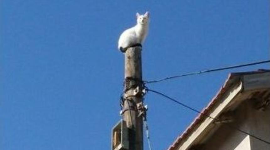 Telefon Direğinde Mahsur Kalan Kediyi İtfaiye Kurtardı