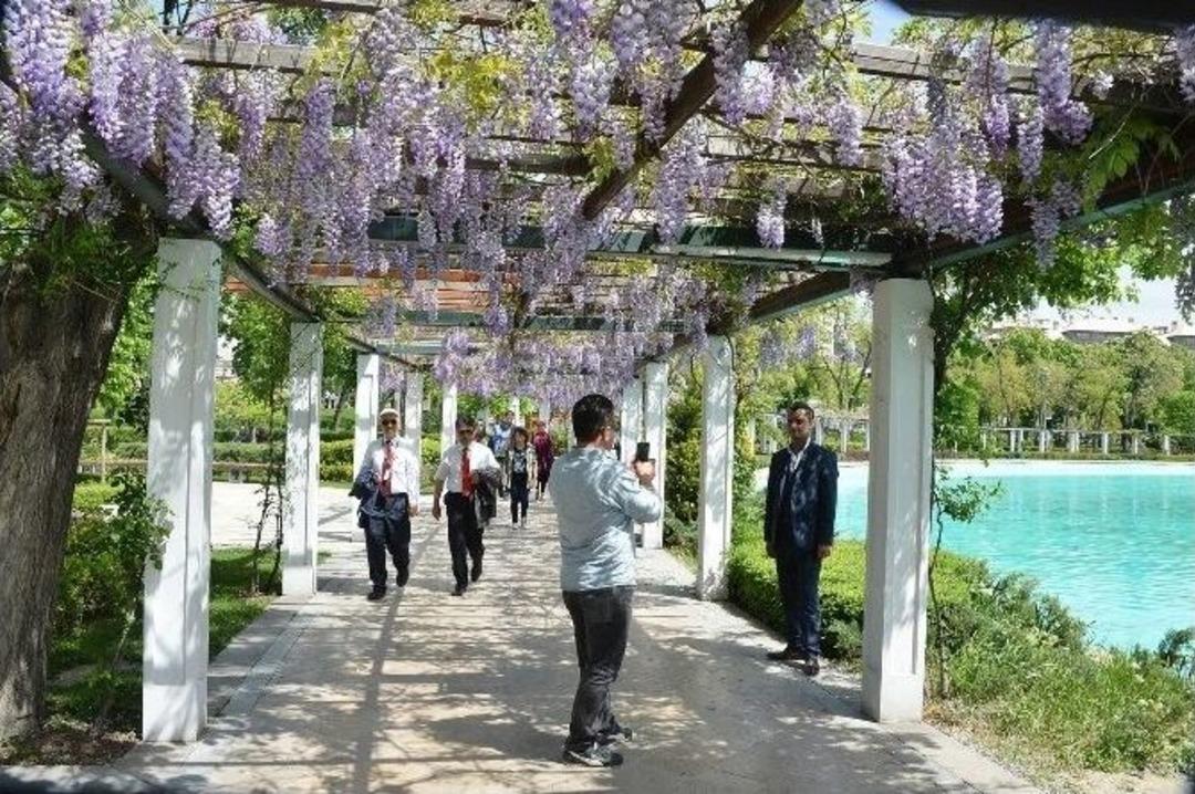 Gen&ccedil;lik Parkı&rsquo;nda Mor Salkımların G&ouml;rsel Ş&ouml;leni