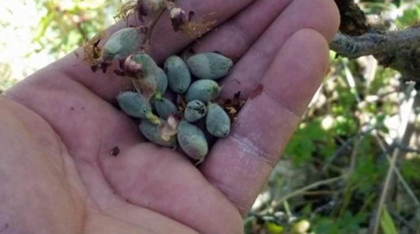 Kayısıda Korkulan Oldu