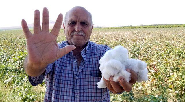 Manisa'da pamuk hasadı başladı