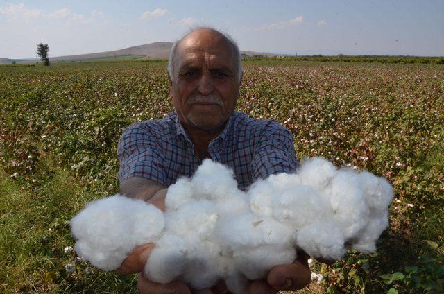 Manisa'da pamuk hasadı başladı