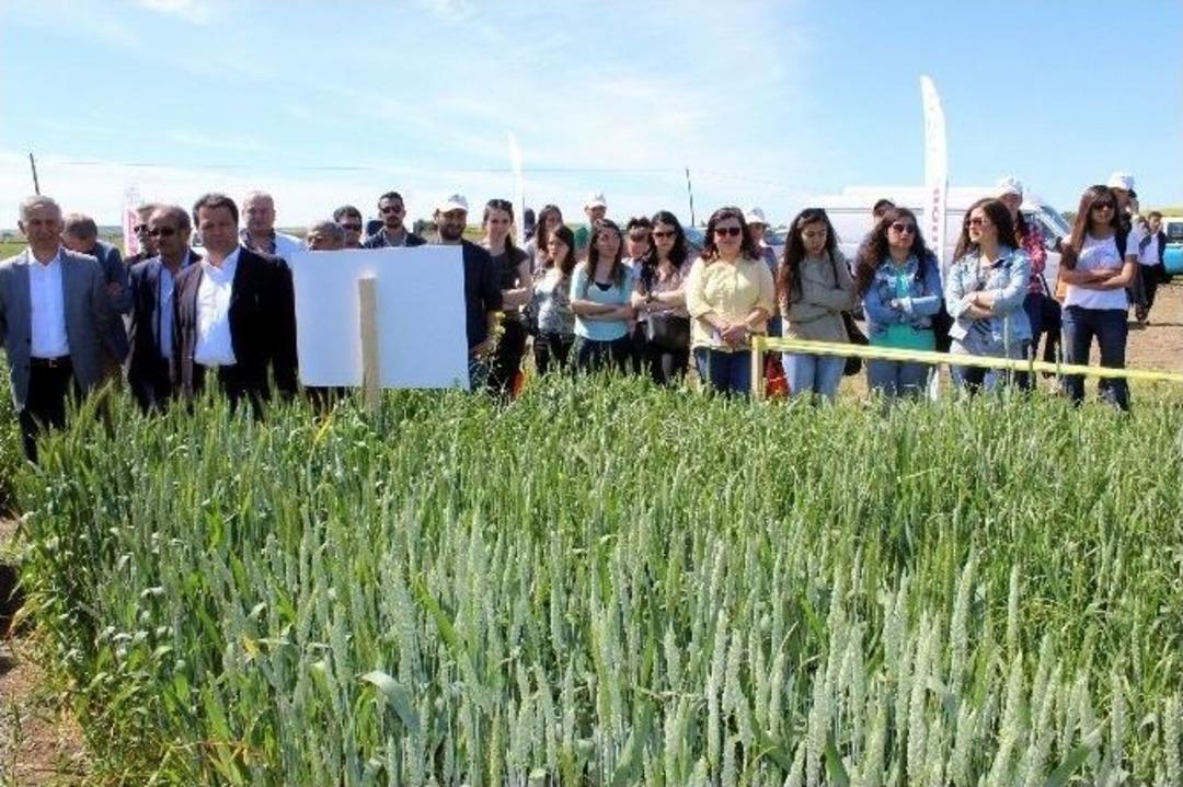 Tekirdağ&rsquo;da Tarla G&uuml;nleri