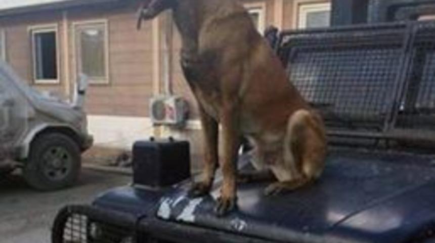 P&ouml;h K&ouml;peği Barut Pkk&rsquo;lılar Tarafından &Ouml;ld&uuml;r&uuml;ld&uuml;