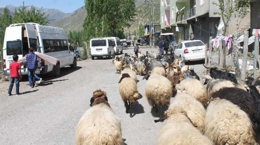 23 Nisan&rsquo;da Da &Ccedil;obanlık Yaptılar