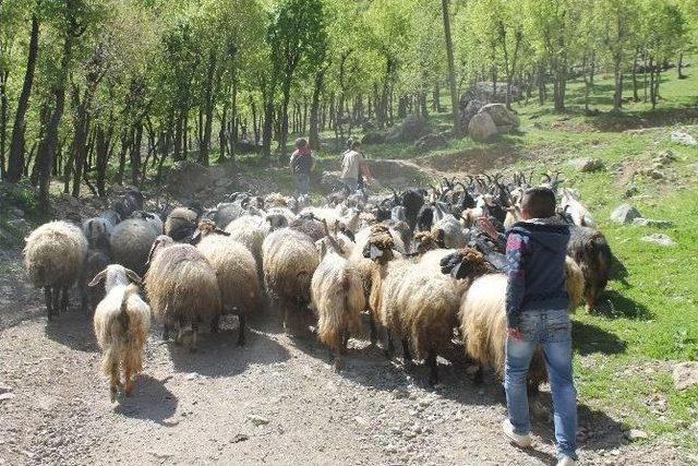 23 Nisan’da Da Çobanlık Yaptılar