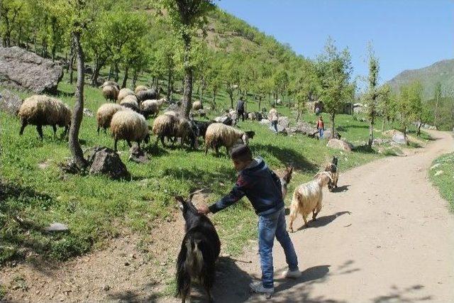 23 Nisan’da Da Çobanlık Yaptılar