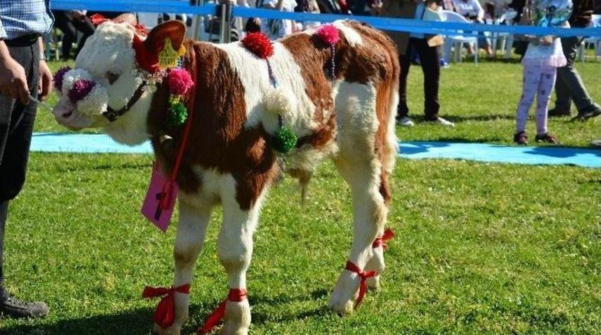 Ulubey&rsquo;in En G&uuml;zel Buzağısı Se&ccedil;ildi