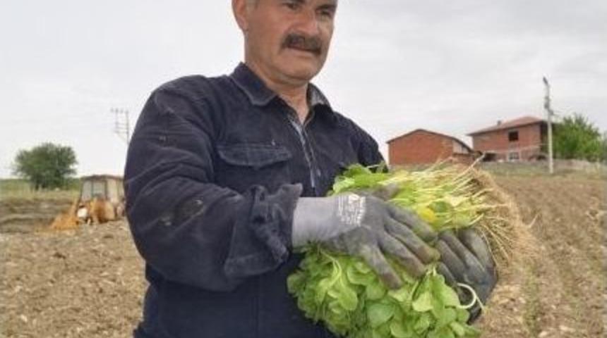 Selendili &Ccedil;ift&ccedil;iler T&uuml;t&uuml;n Ekimlerine Başladı