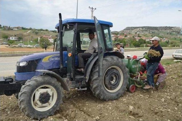 Selendili Çiftçiler Tütün Ekimlerine Başladı