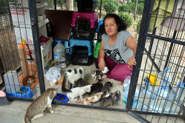 Kedi evinin gönüllü bakıcısı