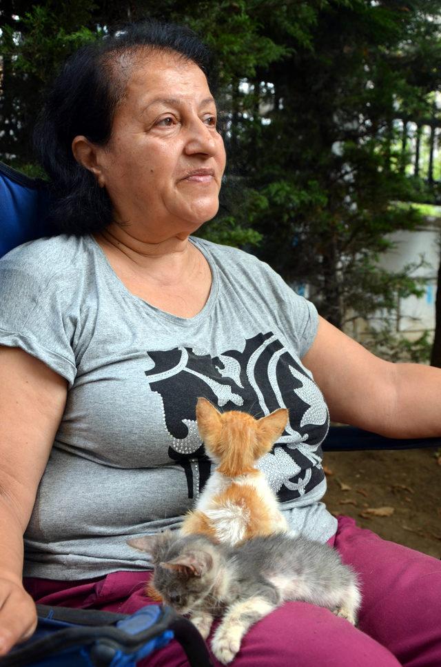 Kedi evinin gönüllü bakıcısı