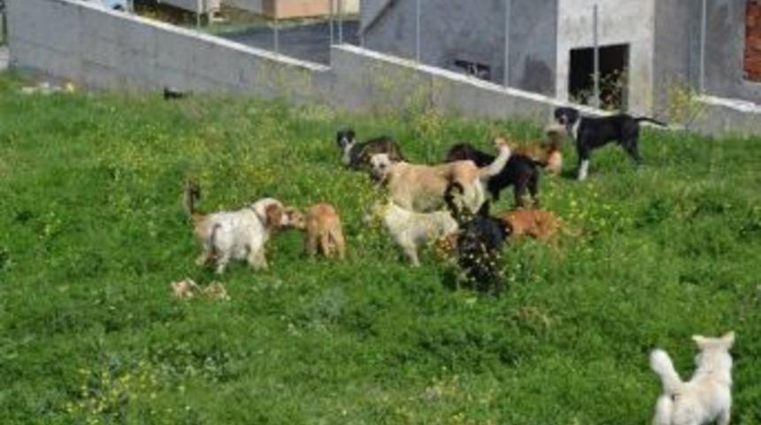 Sokak K&ouml;pekleri Vatandaşları Tedirgin Etti