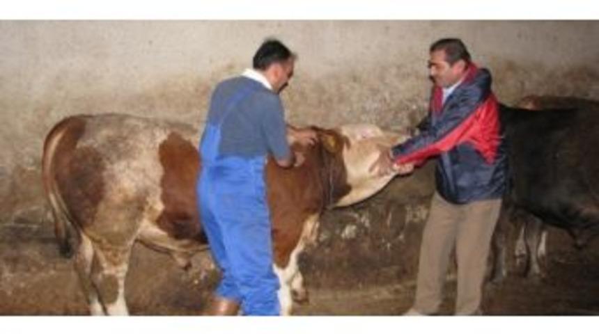 &Ccedil;ıldır&rsquo;da B&uuml;y&uuml;kbaş Hayvanlara &Ccedil;i&ccedil;ek Aşısı Yapıldı