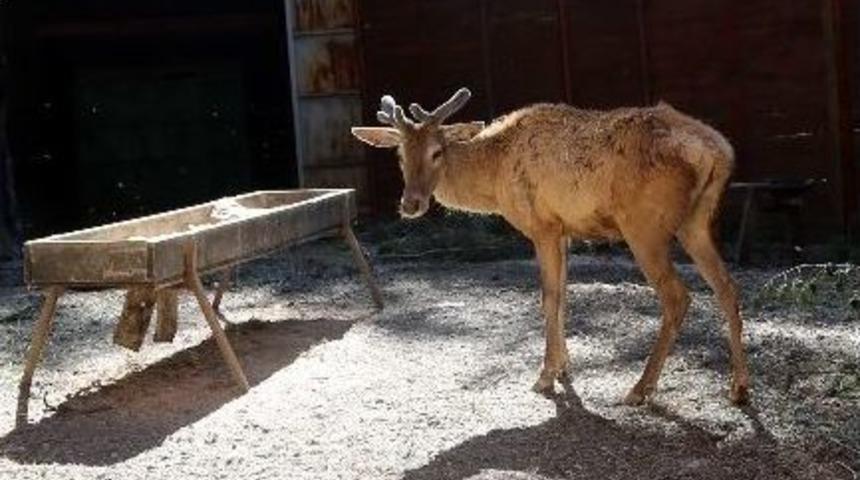 Bakım Ve Sağlık Taramaları Yapılan Geyik Doğaya Salındı