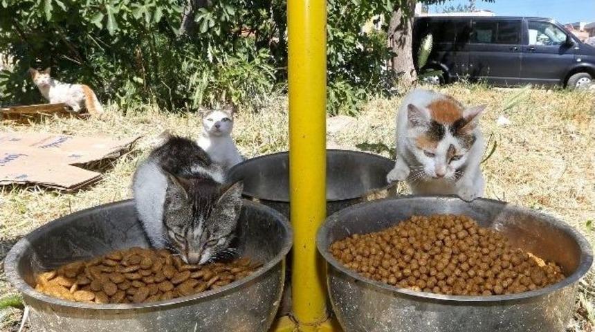Buca&rsquo;da Sokak Hayvanları İ&ccedil;in Yoğun Mesai